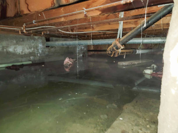 Best Water damage restoration company  in Algoma, WI